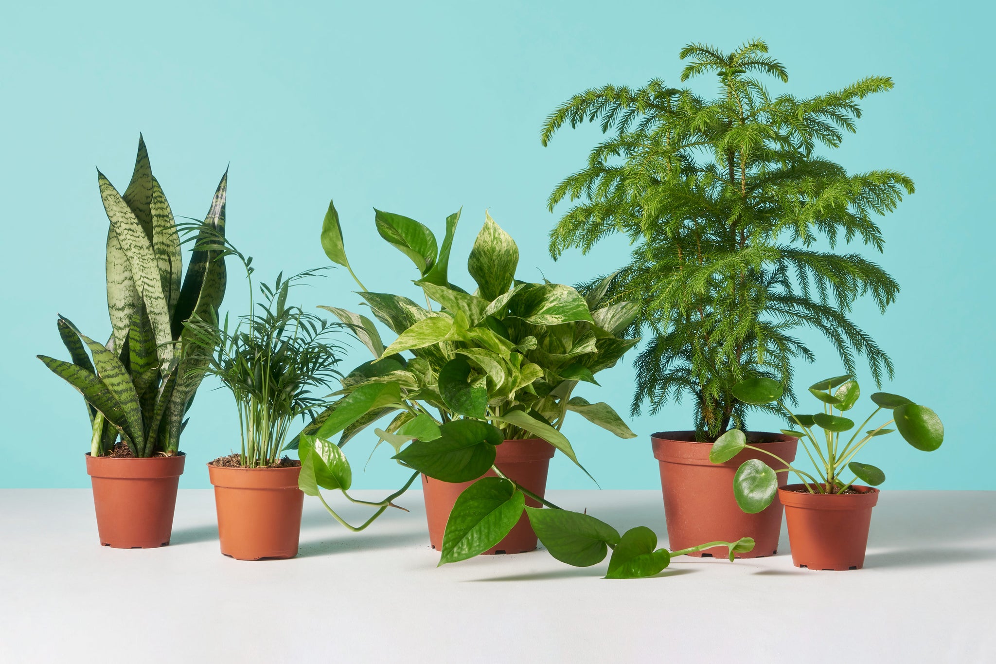 Our Top Low-Maintenance Houseplants for Under $20