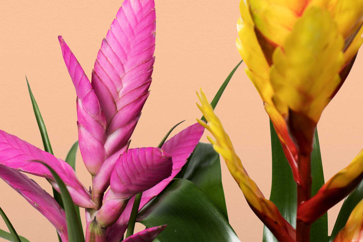 How to Care for a Bromeliad Plant