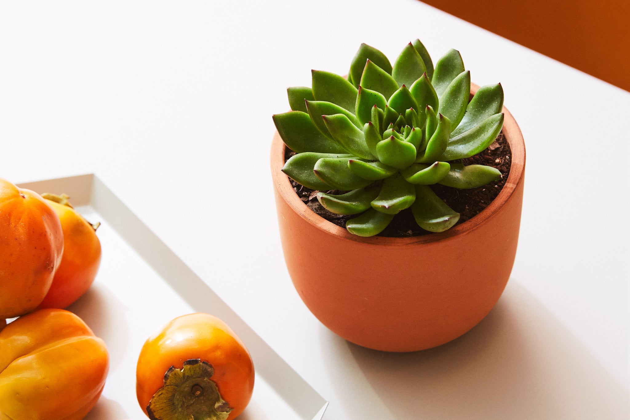 Plants 101: Succulents