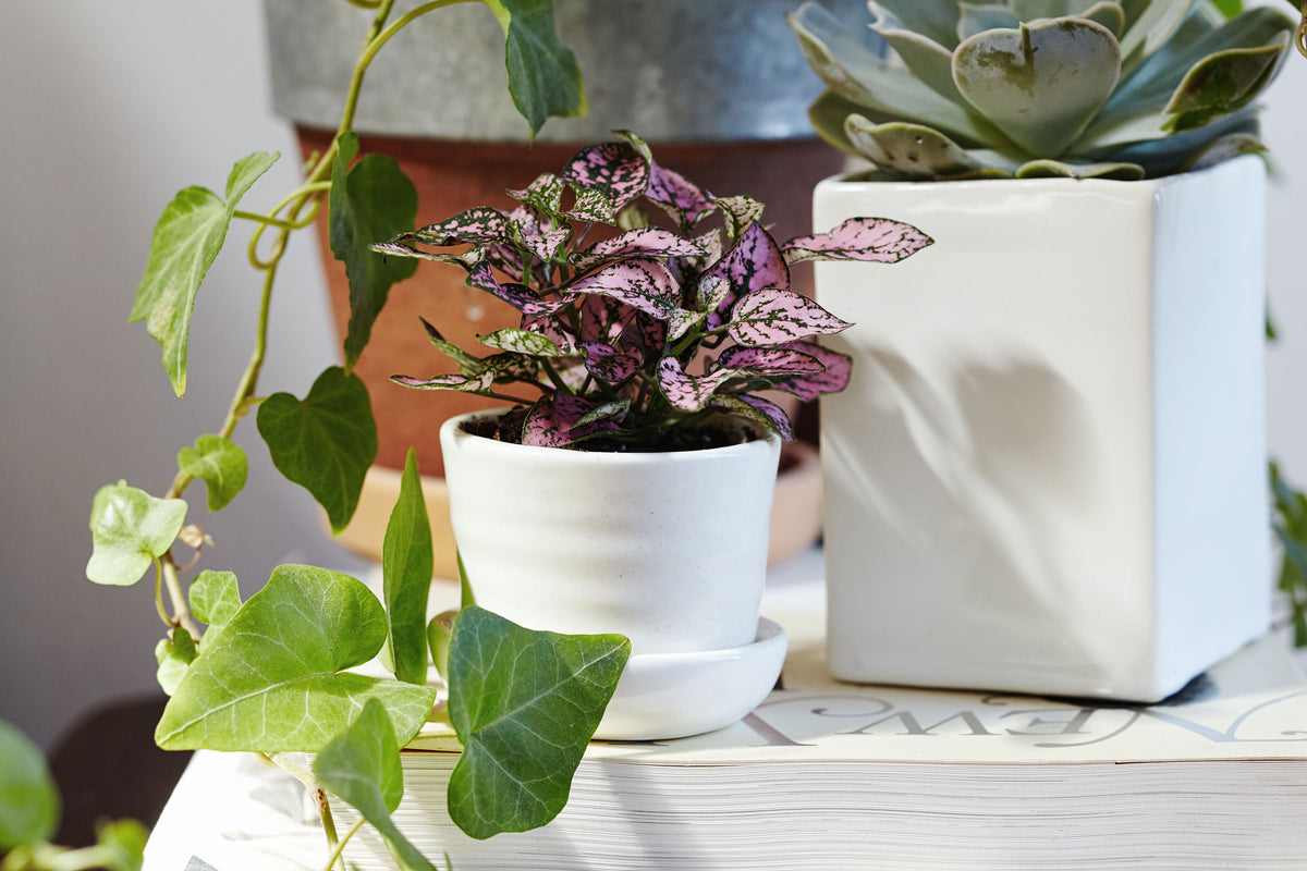 Spring Plant Care Tips and Tricks for Houseplants