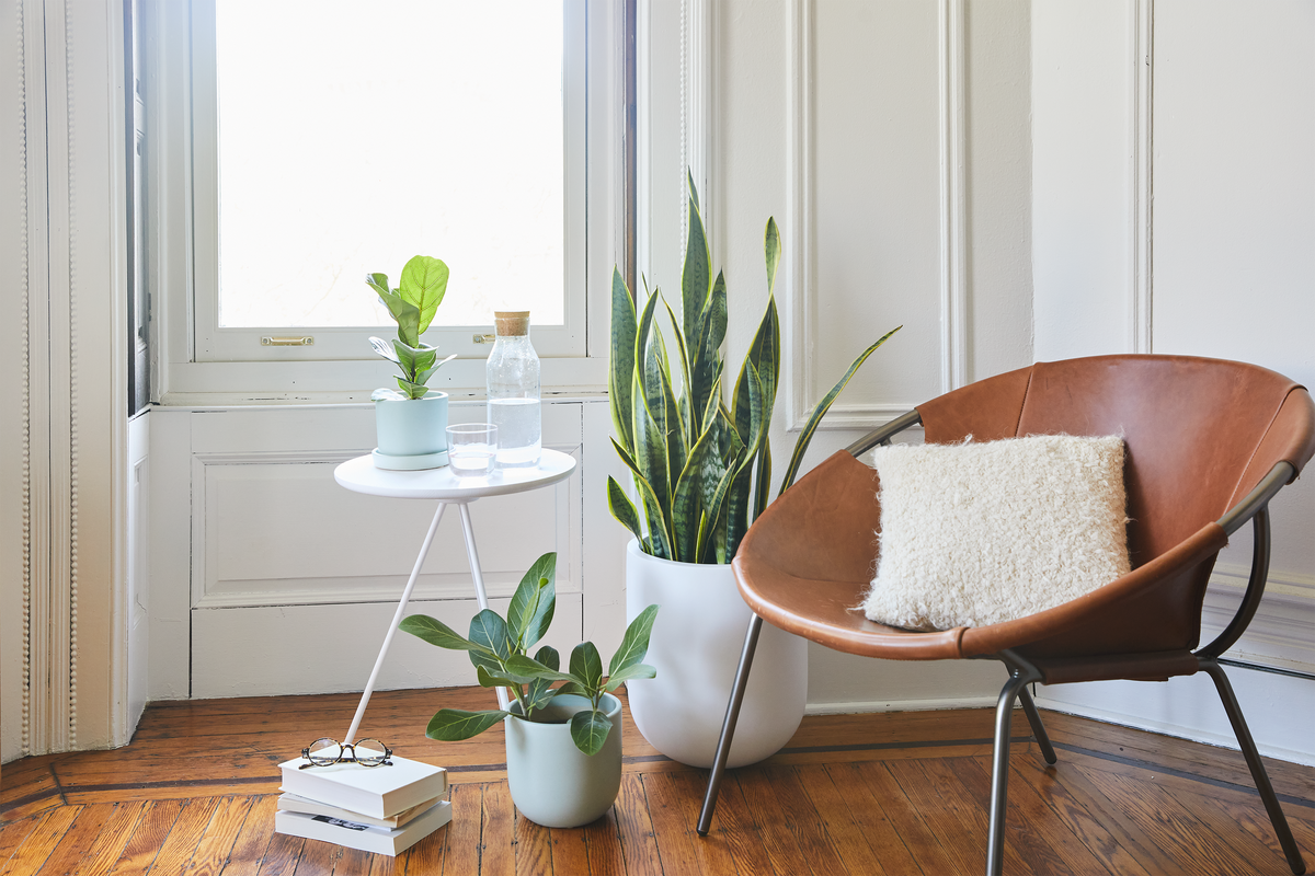 the-sill-houseplants-apartment