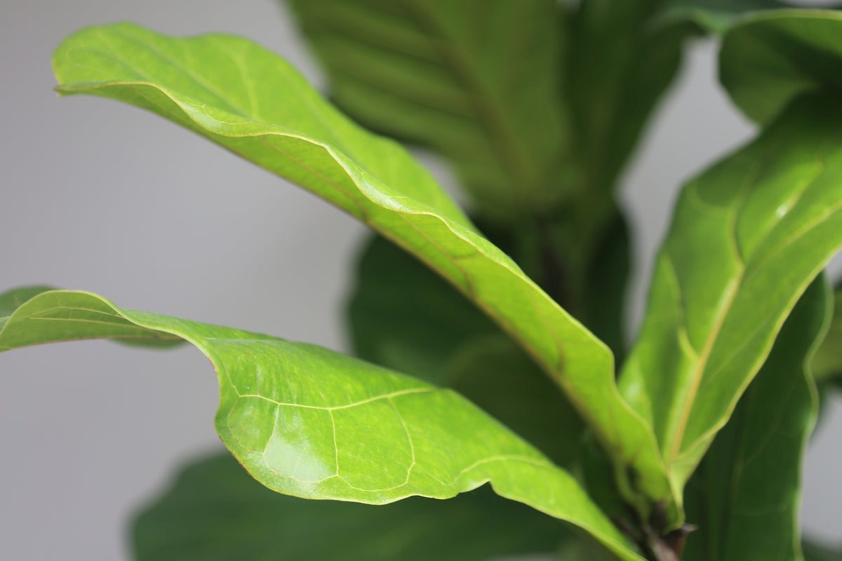 Fiddle Me This: Caring for a Fiddle Leaf Fig