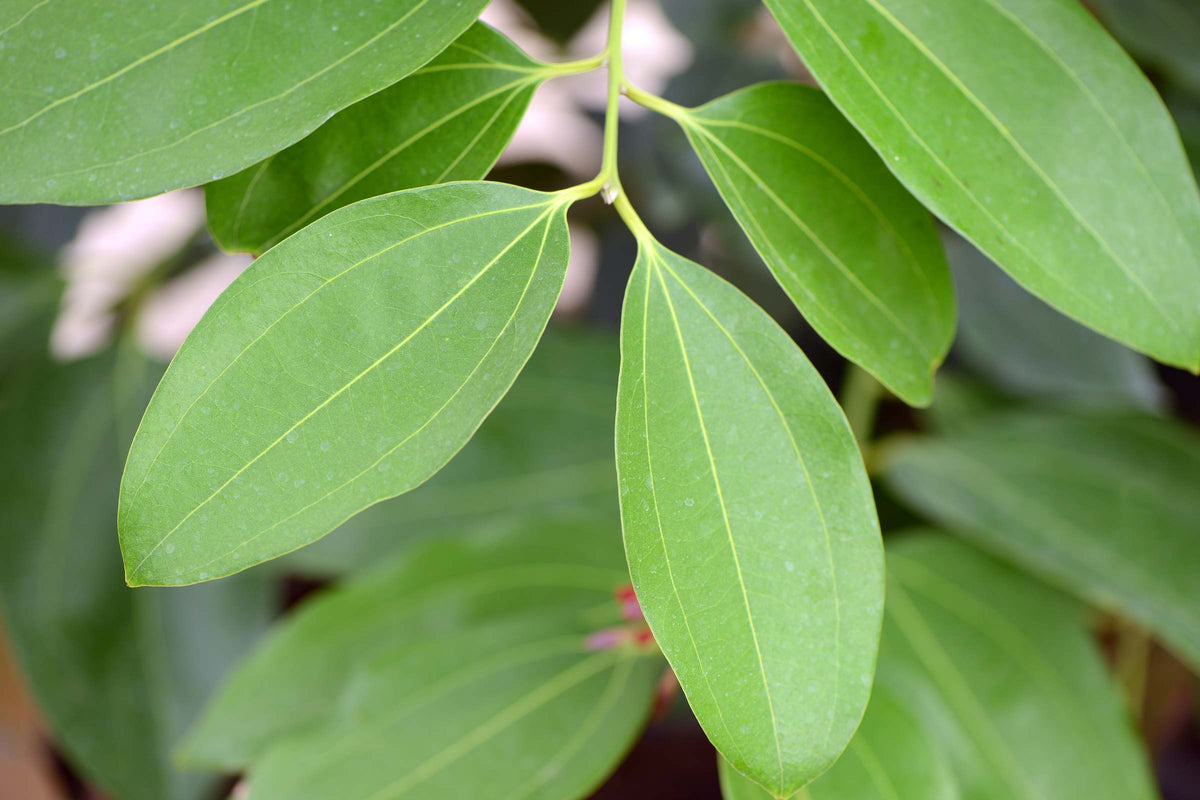 Canela Tree