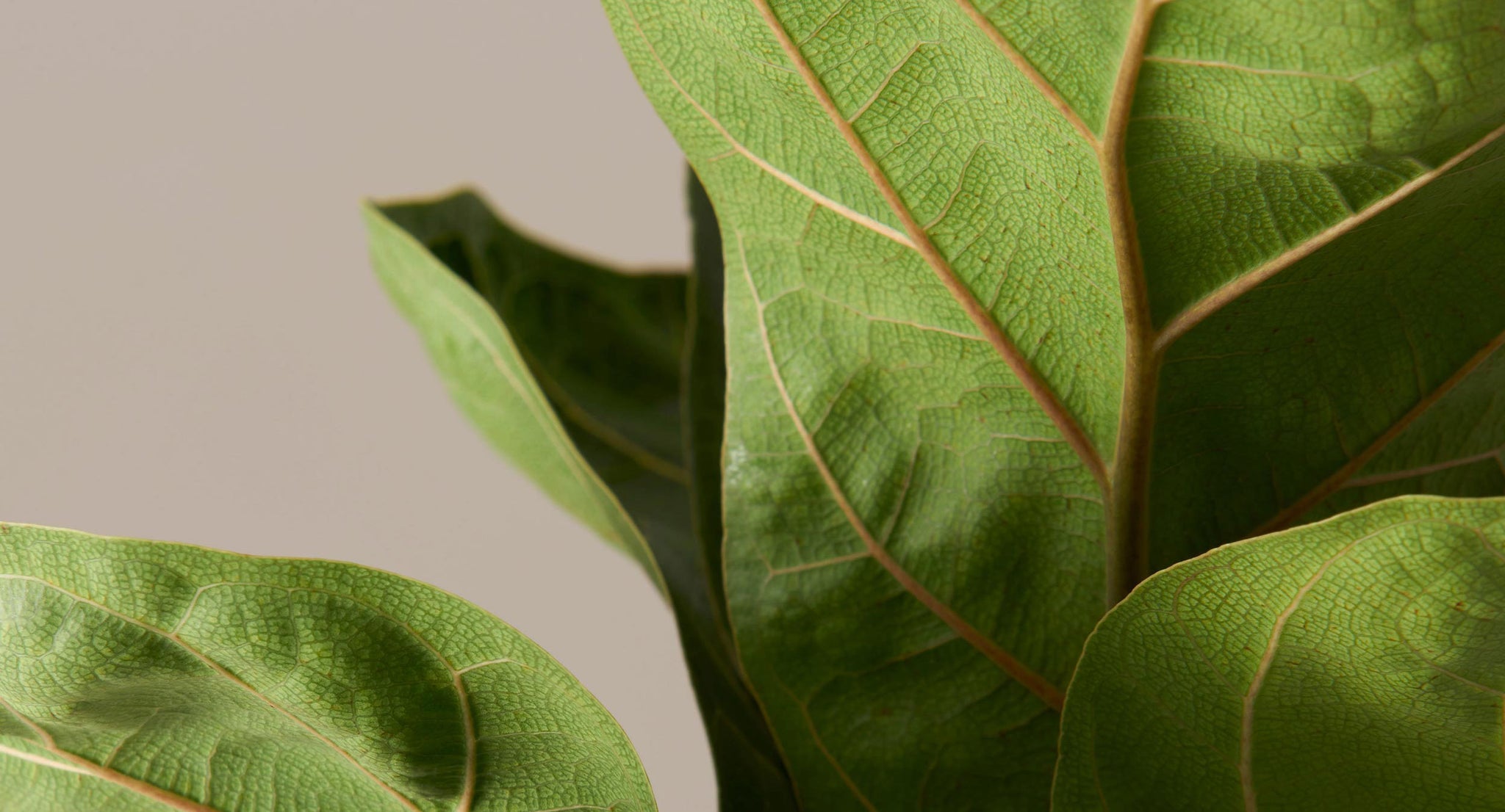 Fiddle Leaf Fig