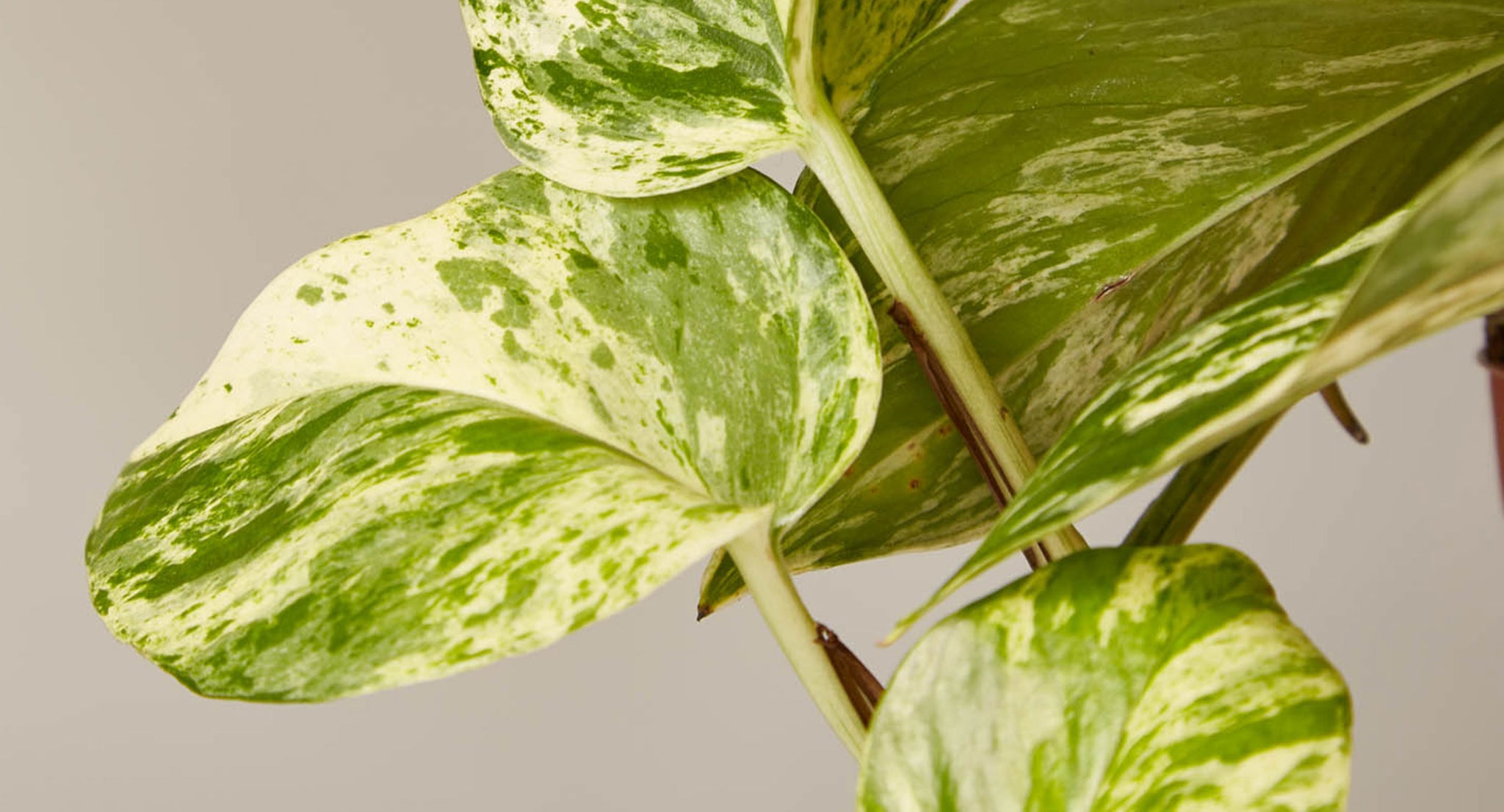 pothos plant care