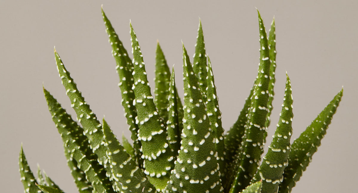 How To Care for a Haworthia