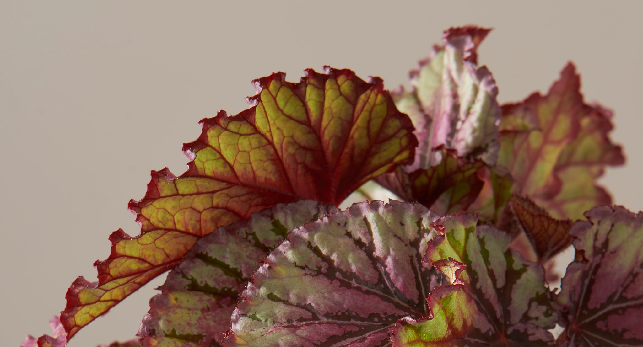 Rex Begonia