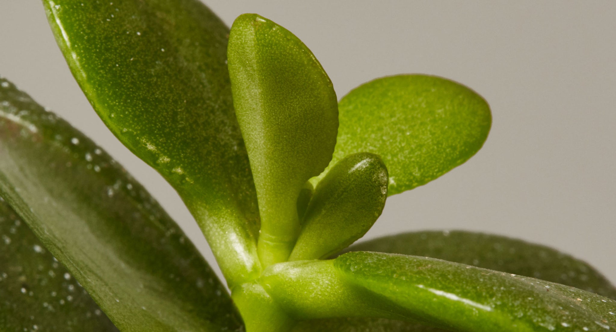 Jade Plant