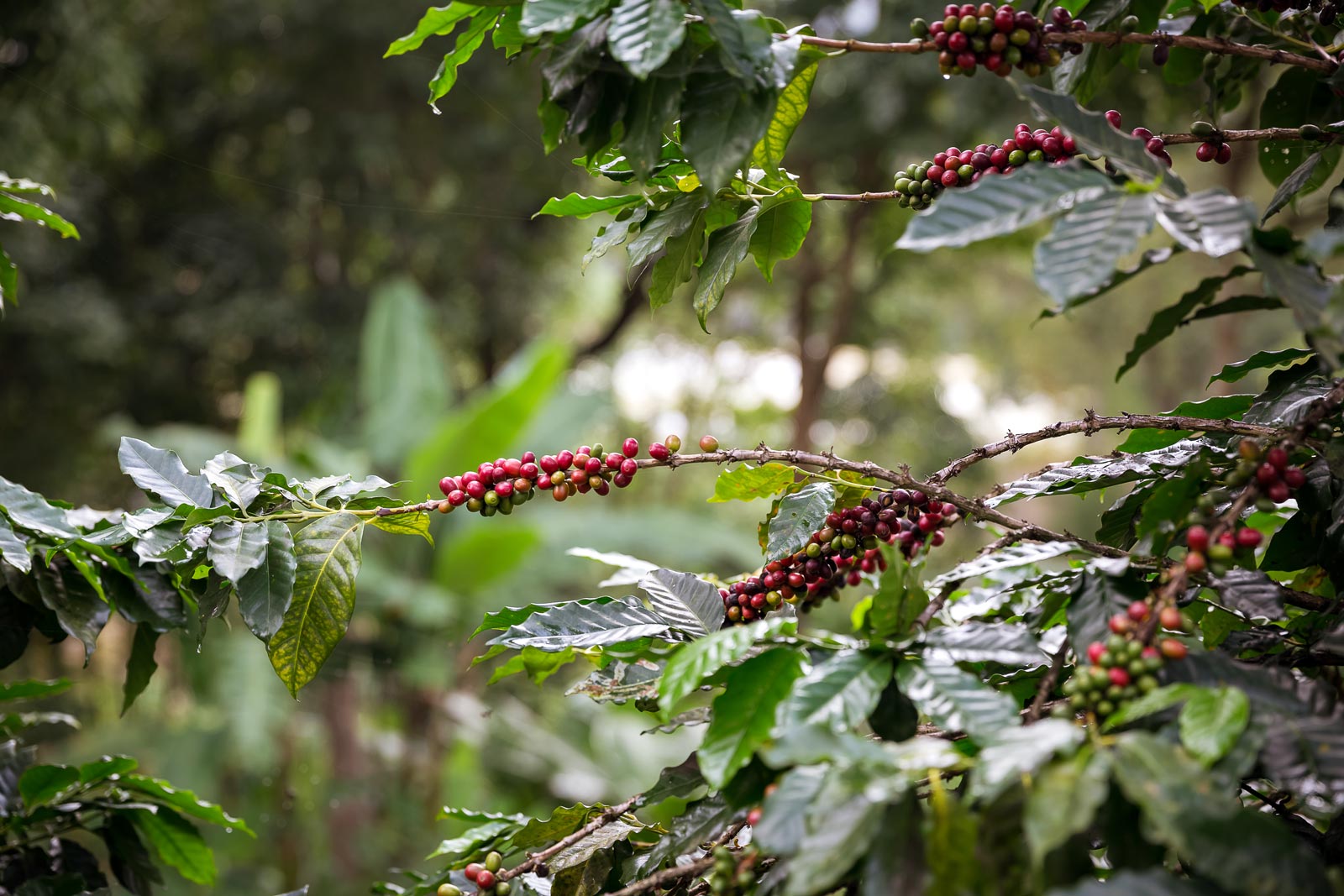 How to Reuse Coffee Grounds to Fertilize Houseplants