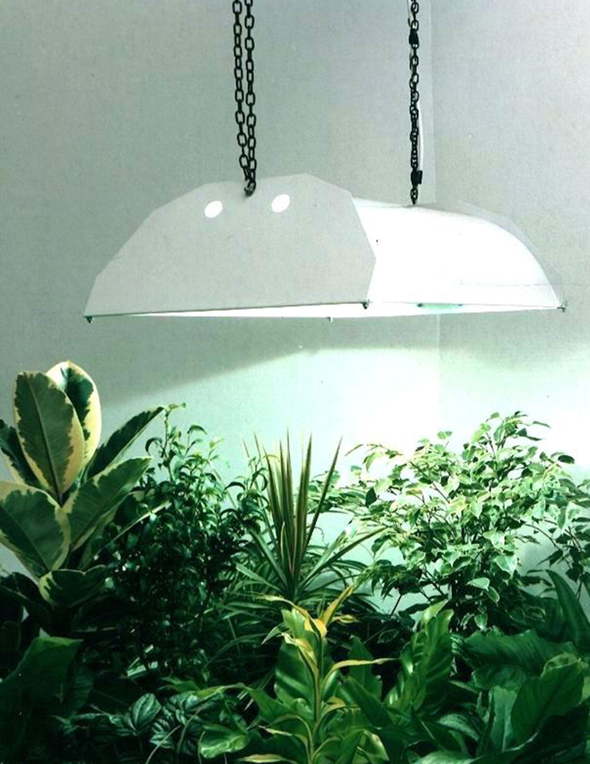 Understanding Lighting in Your Home and How It Affects Your Plants