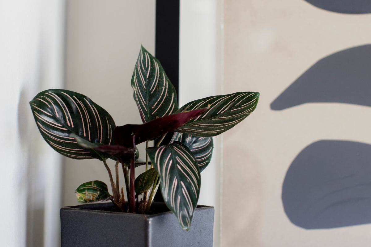 Calathea care indoors