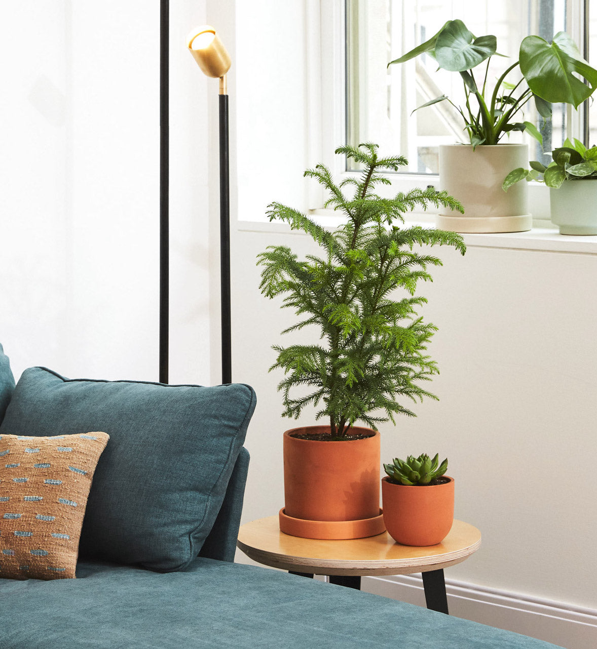 Norfolk Island Pine for Sale How to Care for Norfolk