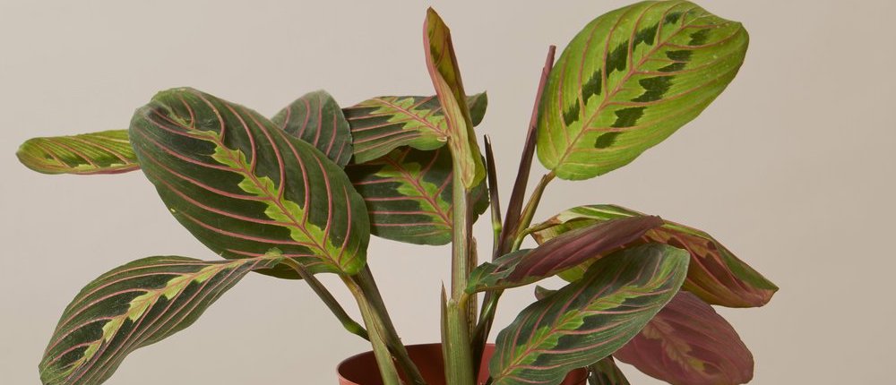 Maranta