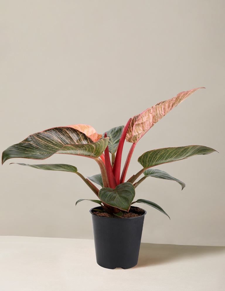 Philodendron ‘Pink Bikini’