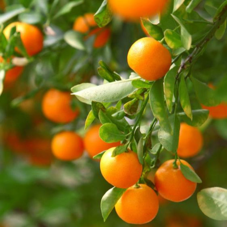 California Honey Mandarin Tree