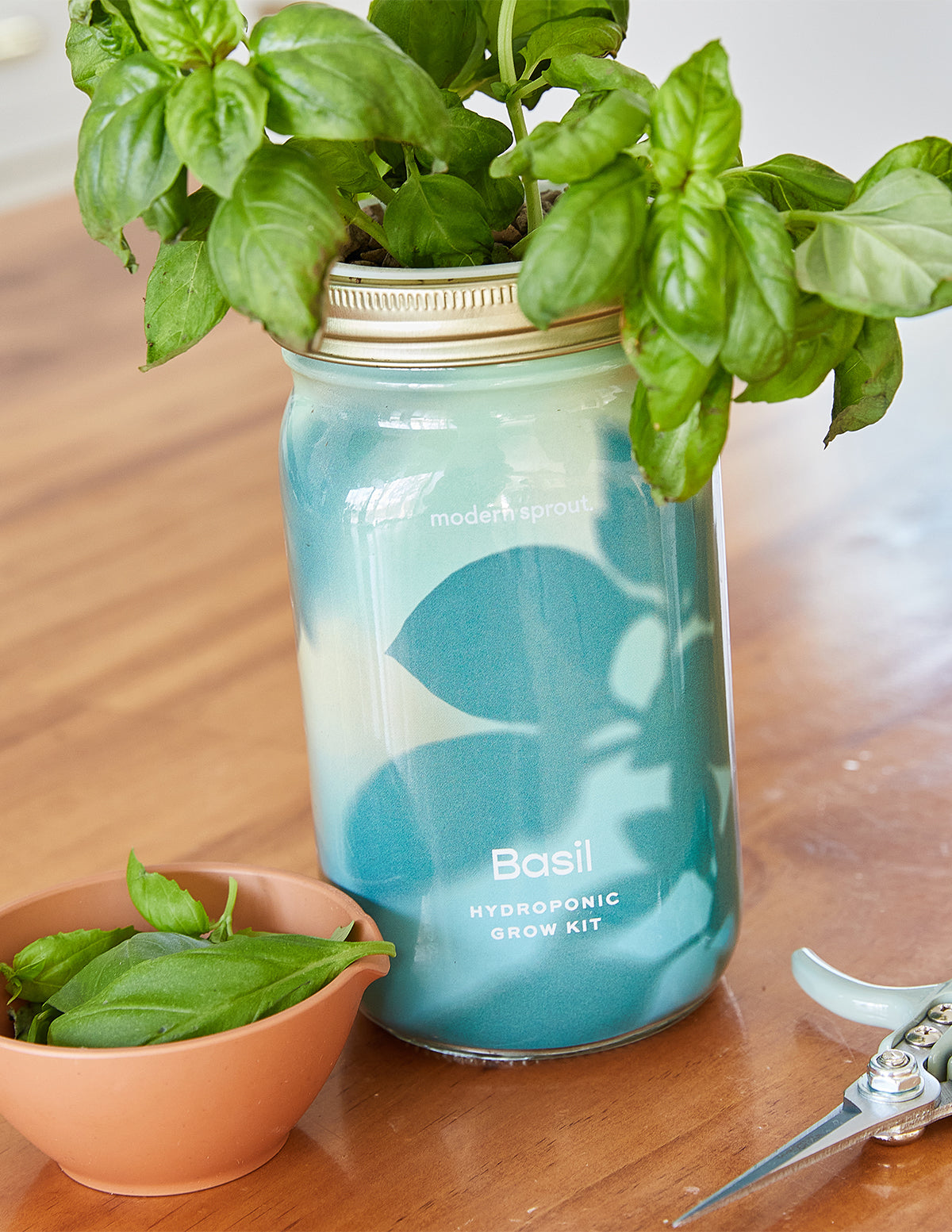 Garden Jar Duo, Basil + Cilantro