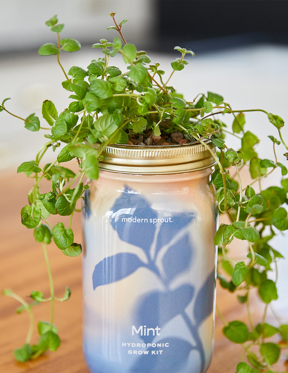 Garden Jar Duo, Mint + Cilantro