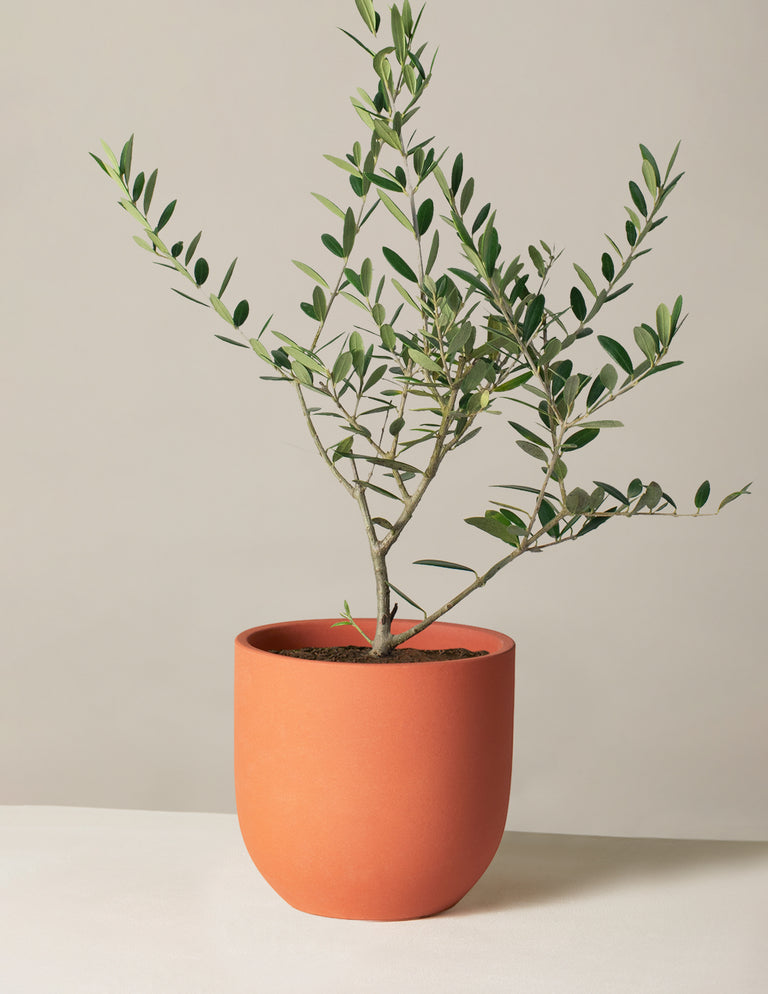 Olive Tree