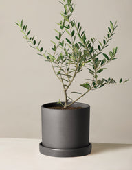 Olive Tree