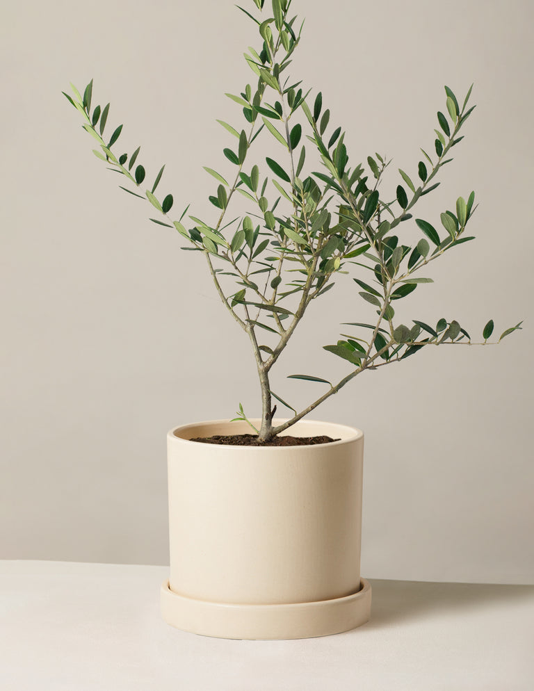 Olive Tree