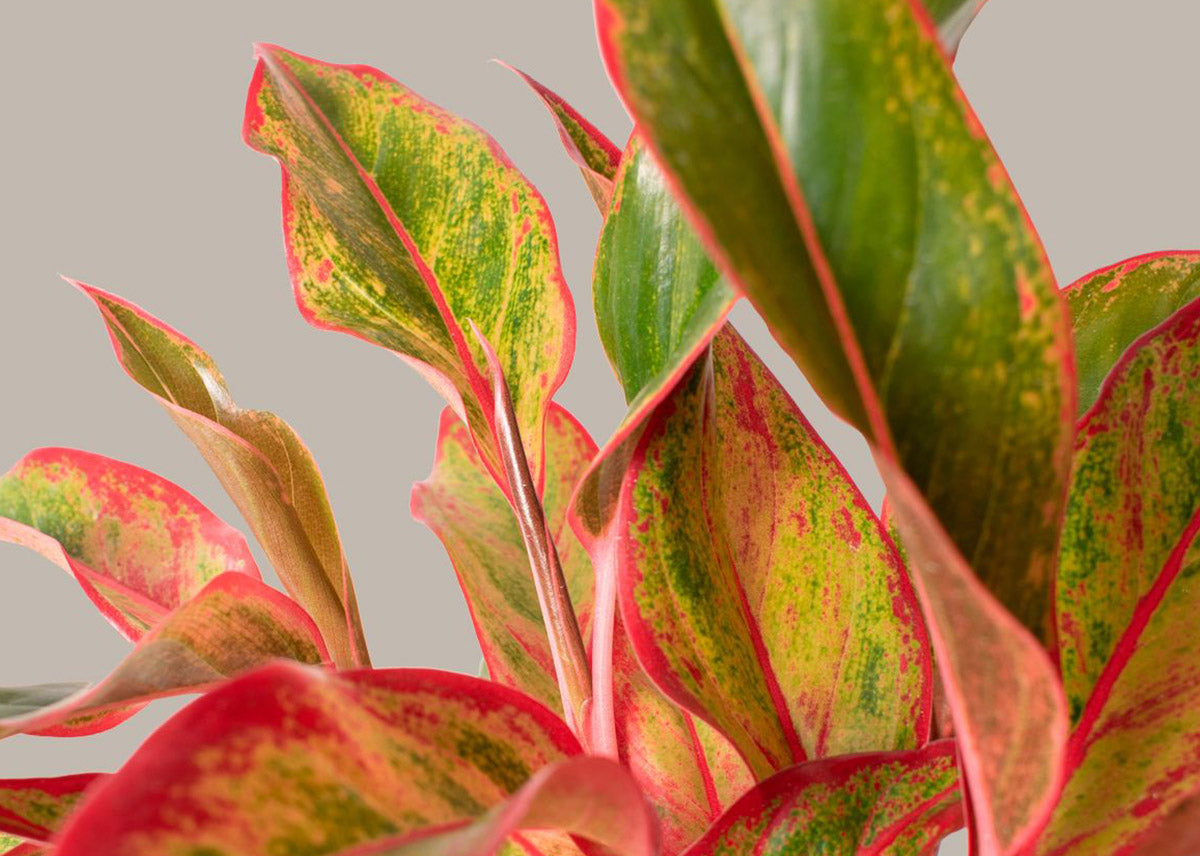 Aglaonema siam