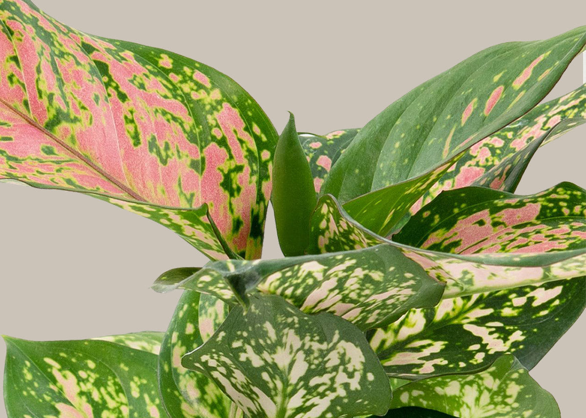 Aglaonema wishes