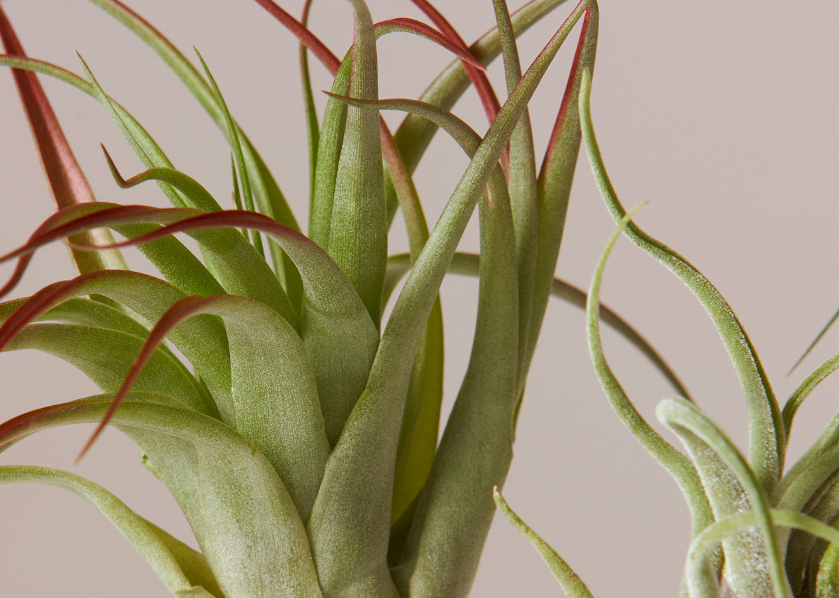 Air plant