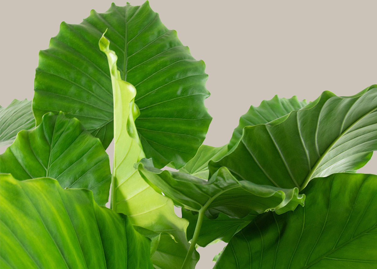 Alocasia california