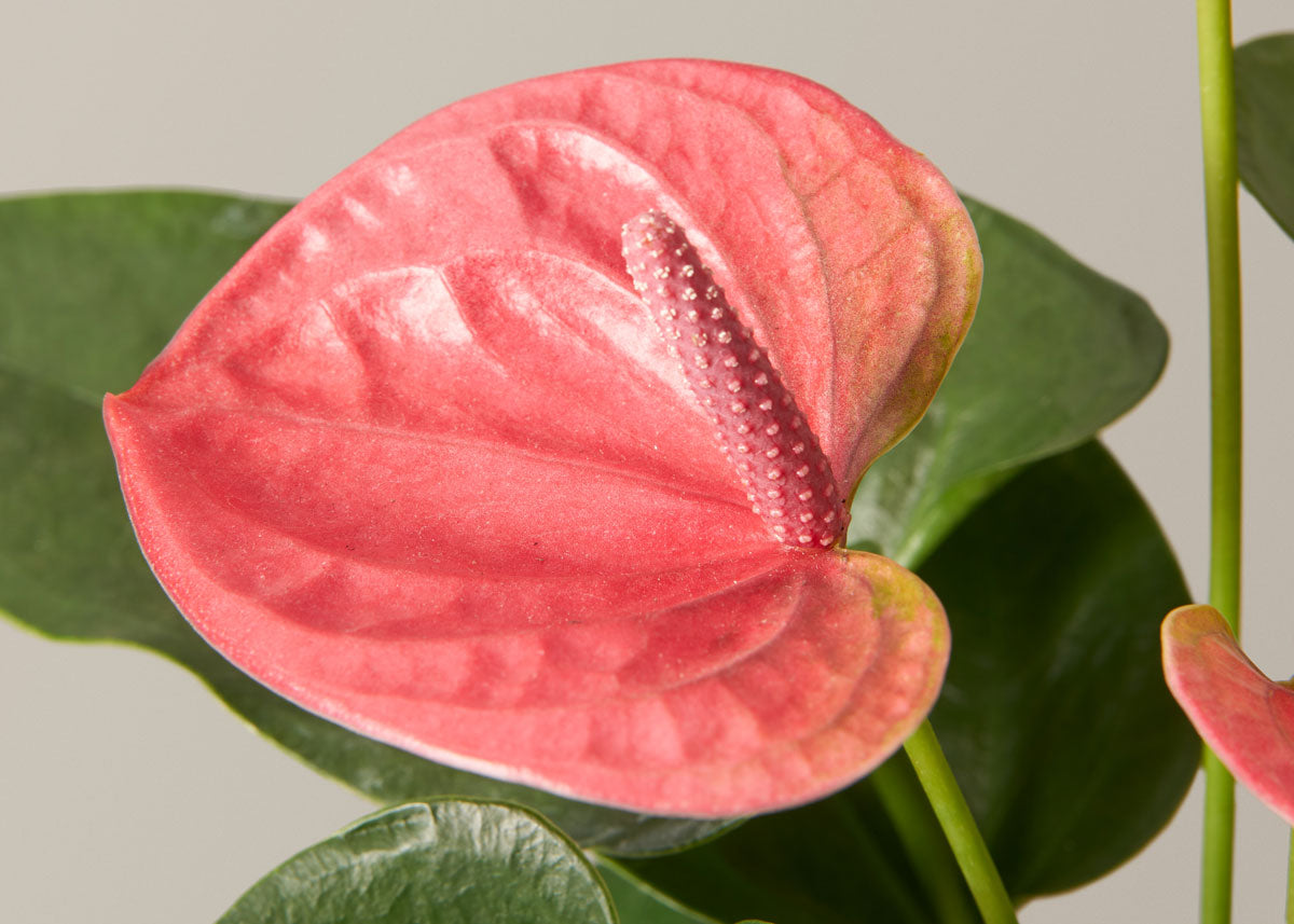 Anthurium