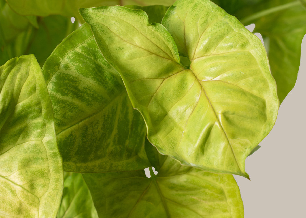 Arrowhead plant