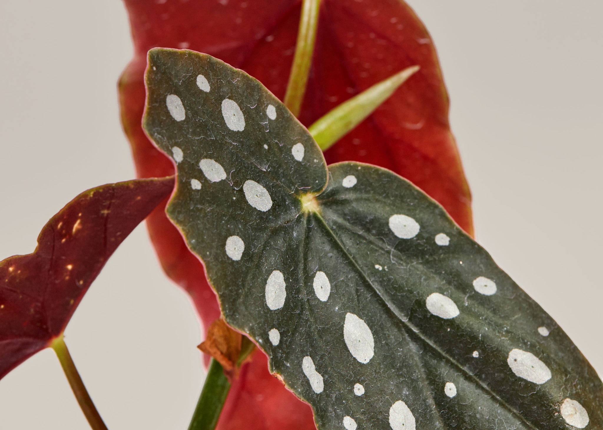 Begonia angelwings