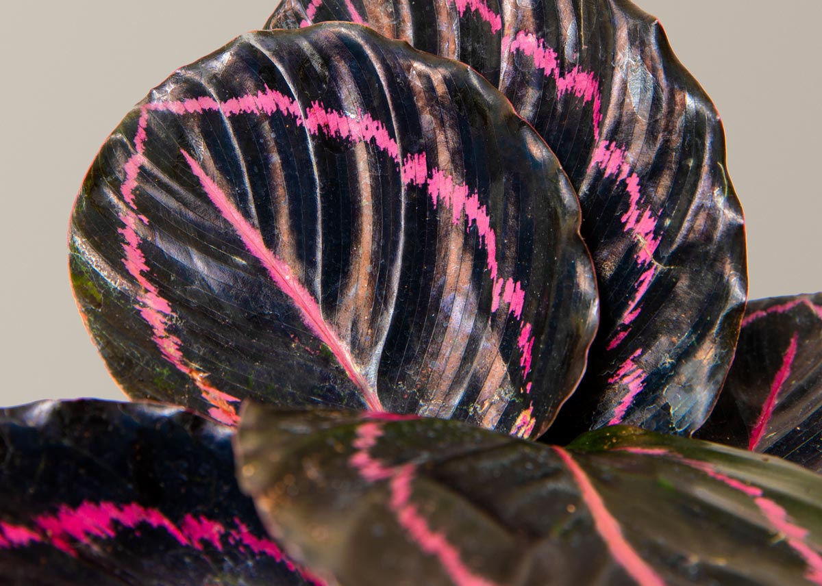 Calathea dottie