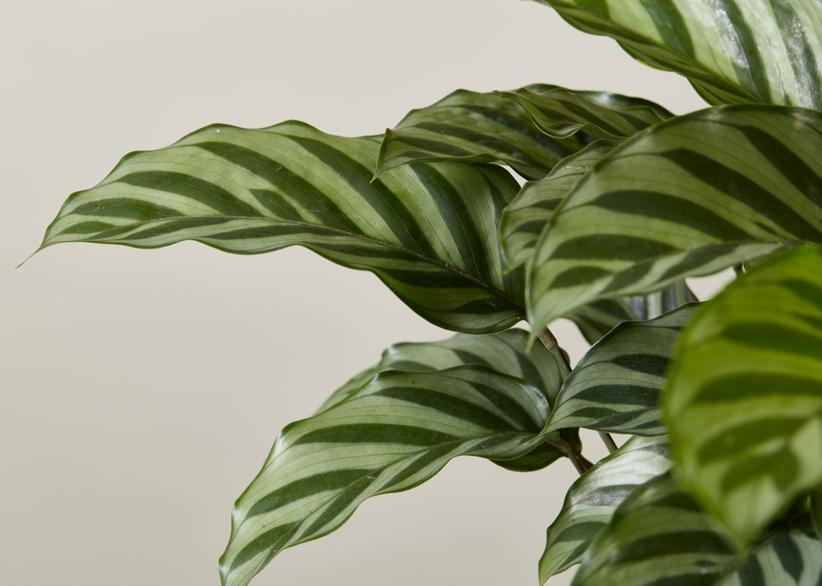 Calathea freddie 6 1