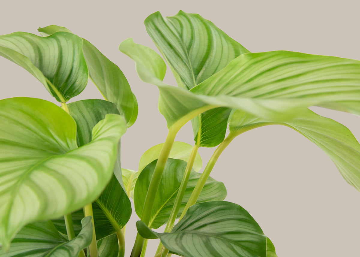 Calathea orbifolia