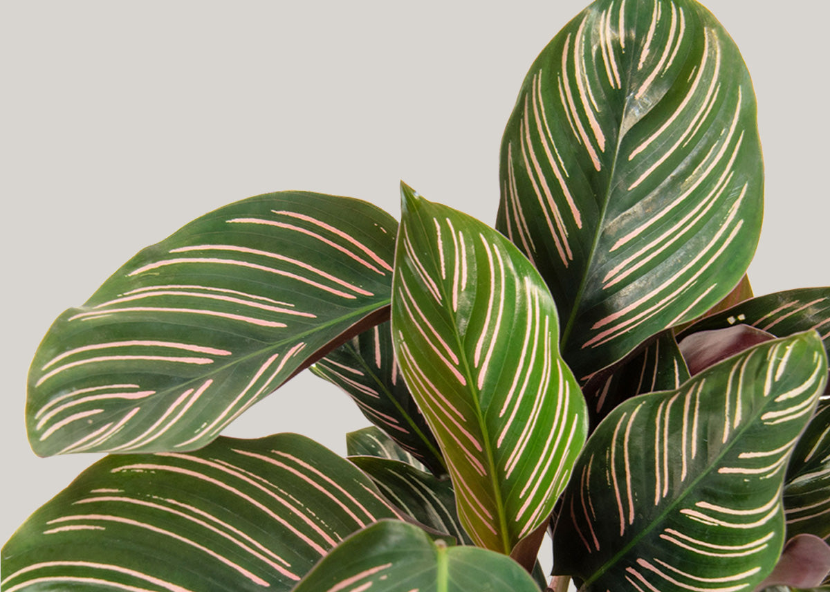 Calathea ornata