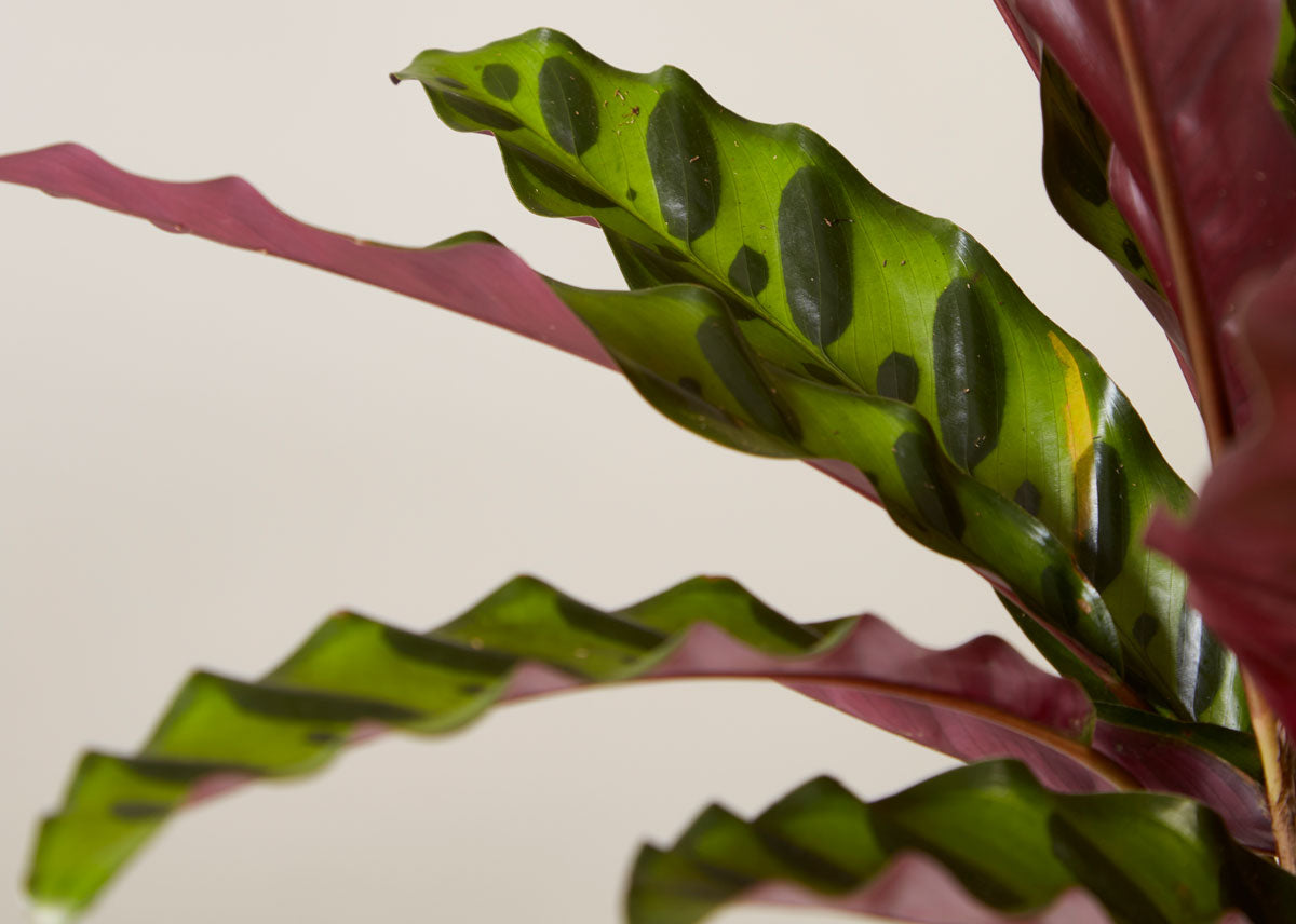 Calathea