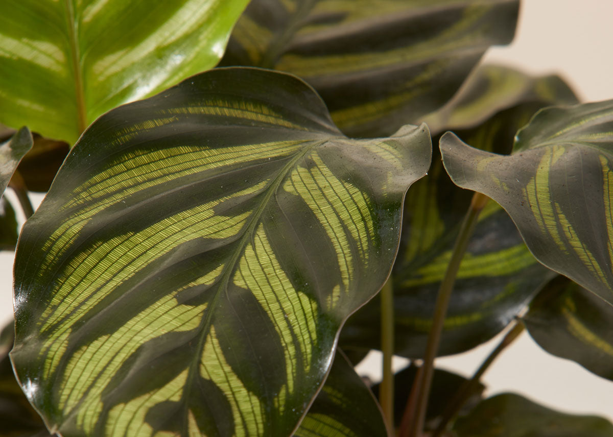 Calathea 2f95d283 635c 4fab b11c 786165692cb4