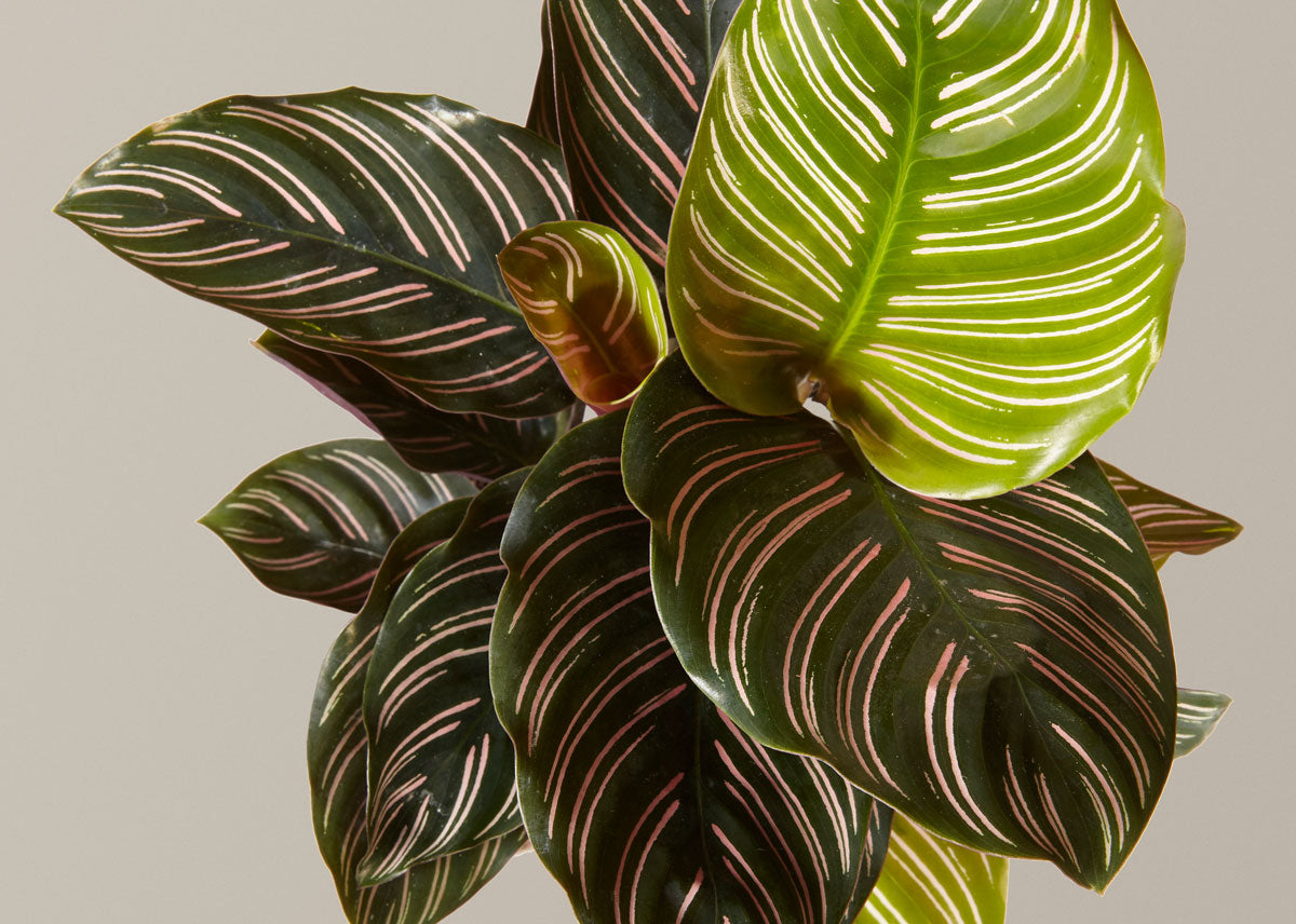 Calathea pinstripe 2 4 067