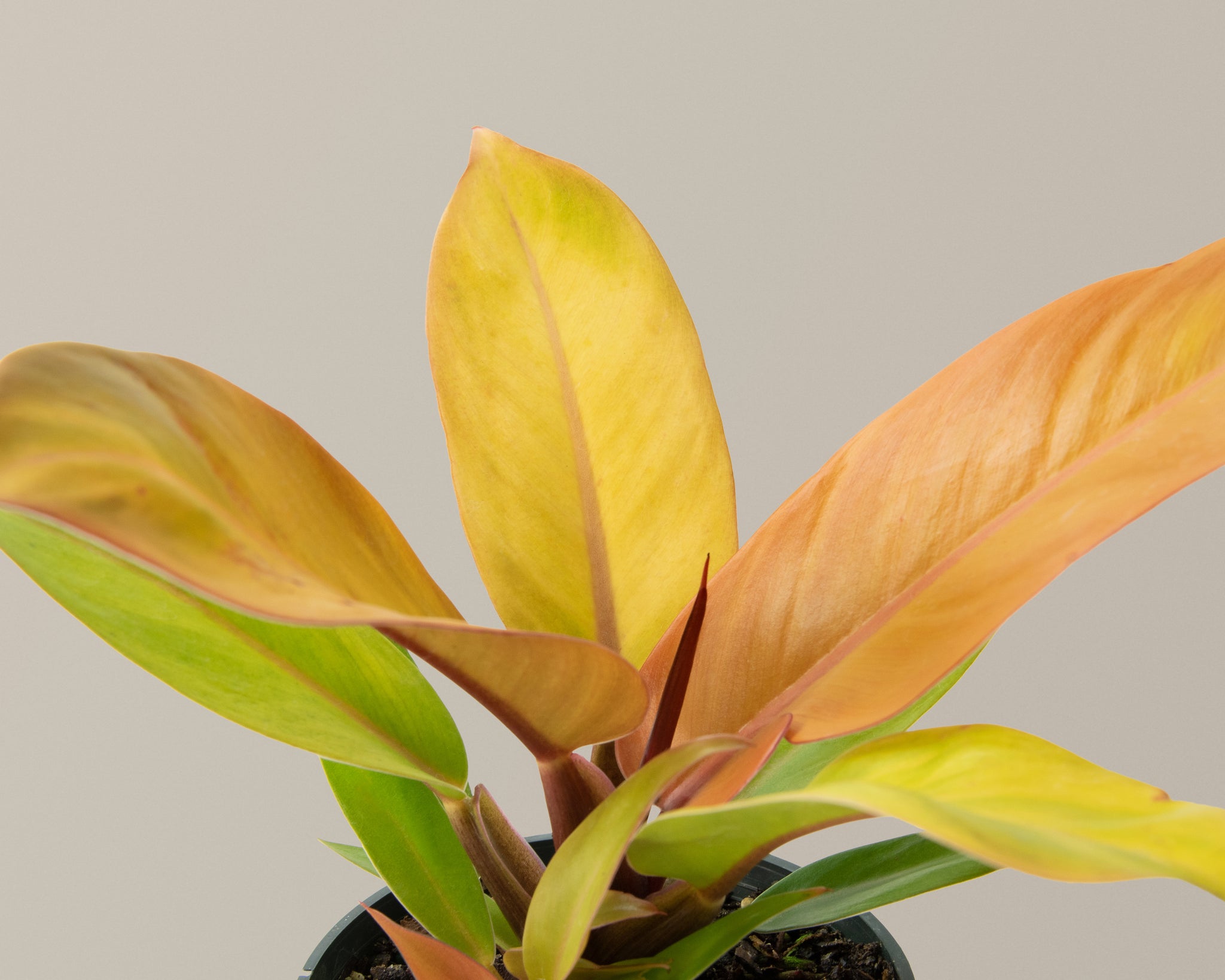 Care image philodendron prince of orange