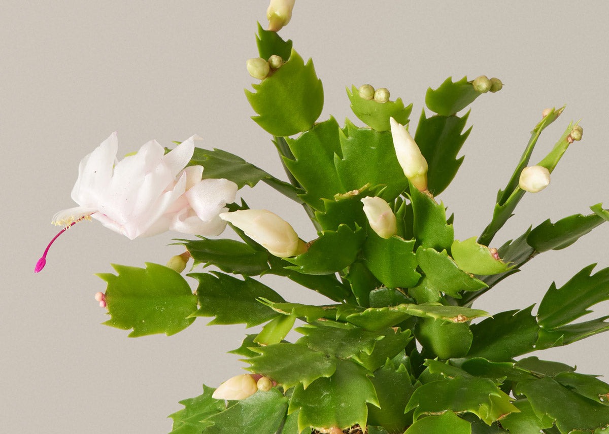 Christmas cactus