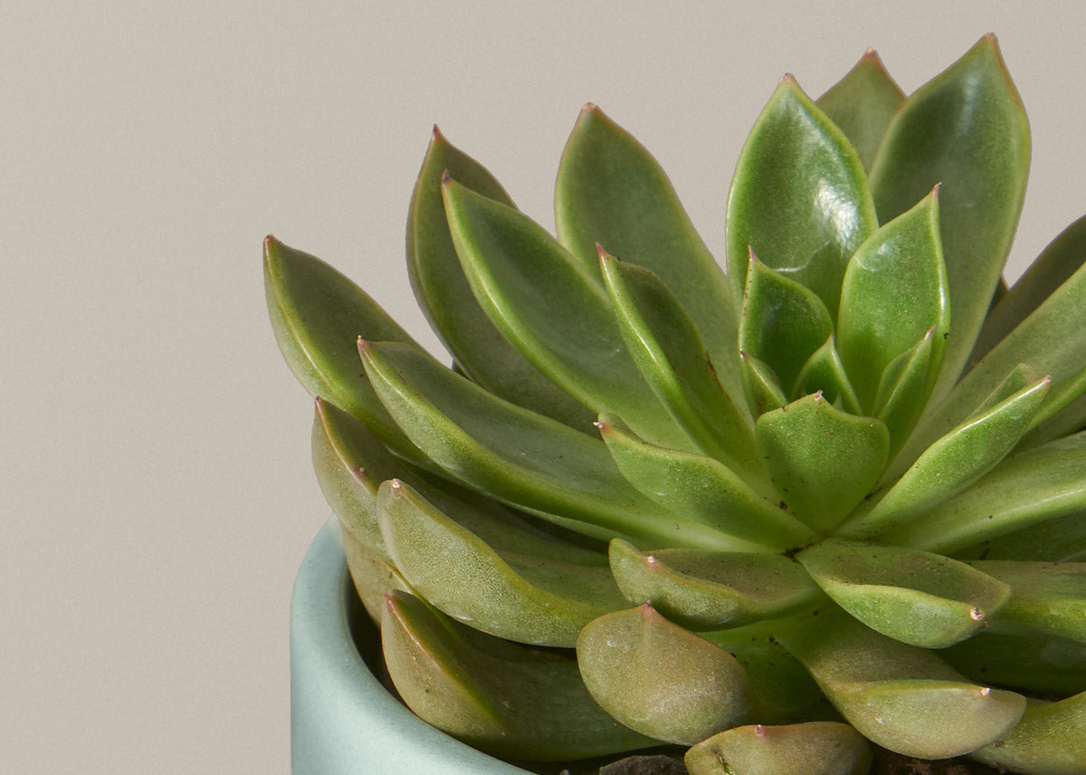 Echeveria 0fa2803d 5fb0 4e6c bb2b 8b35ac134585