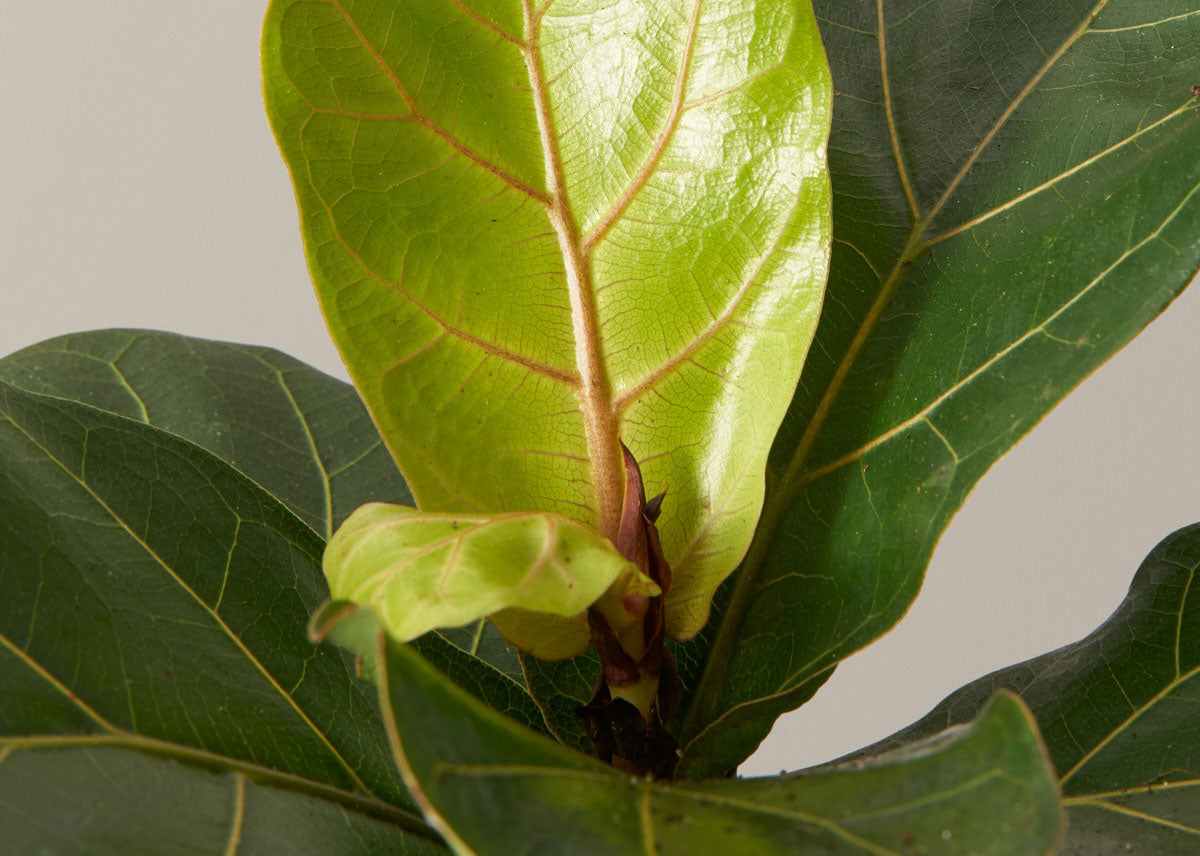 Fiddle leaf fig