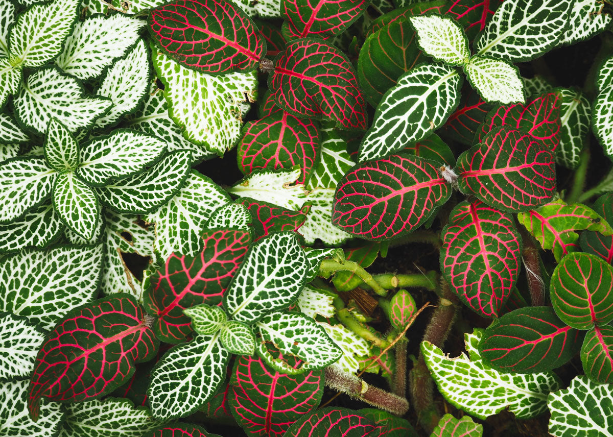 Fittonia