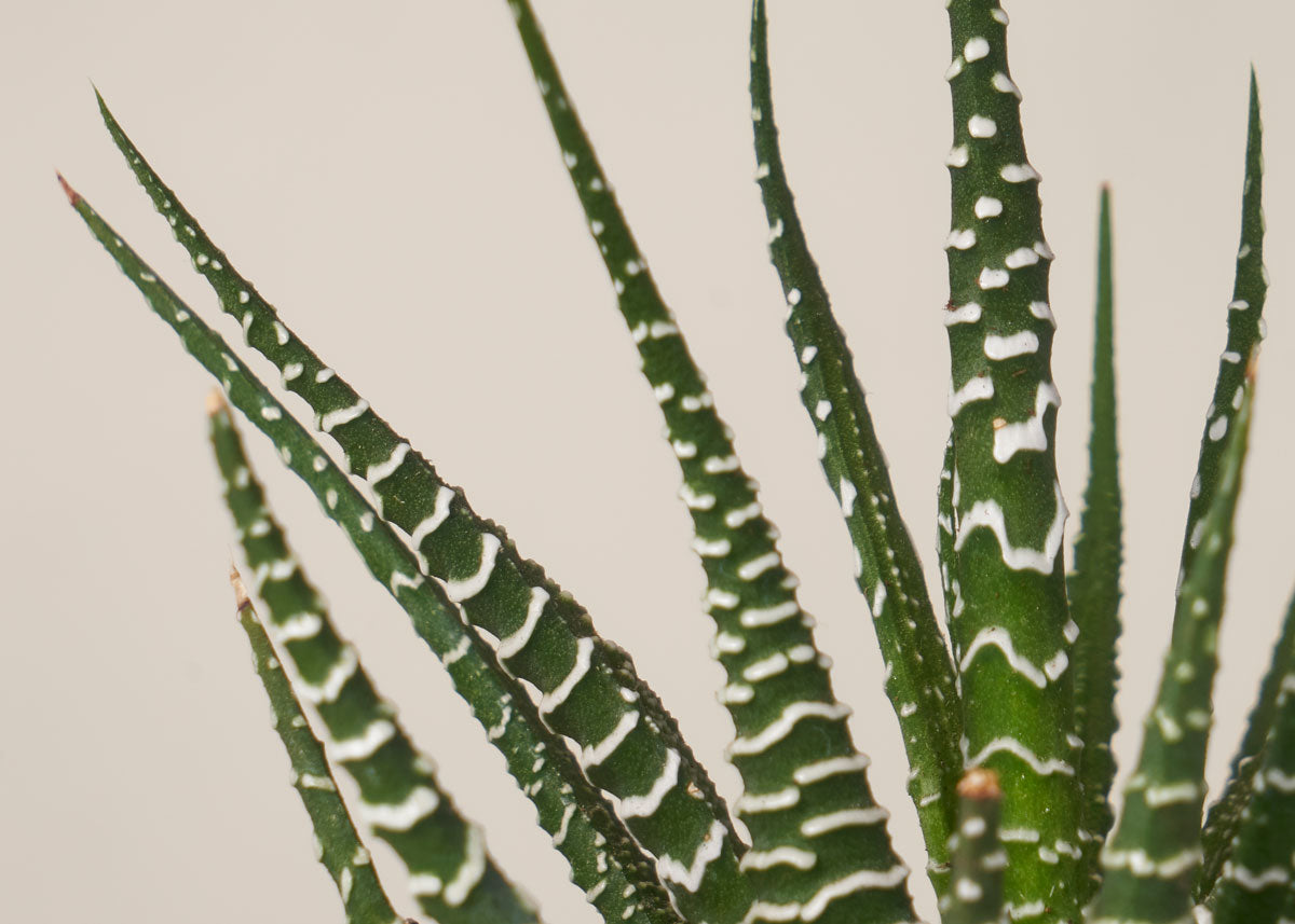 Haworthia zebra