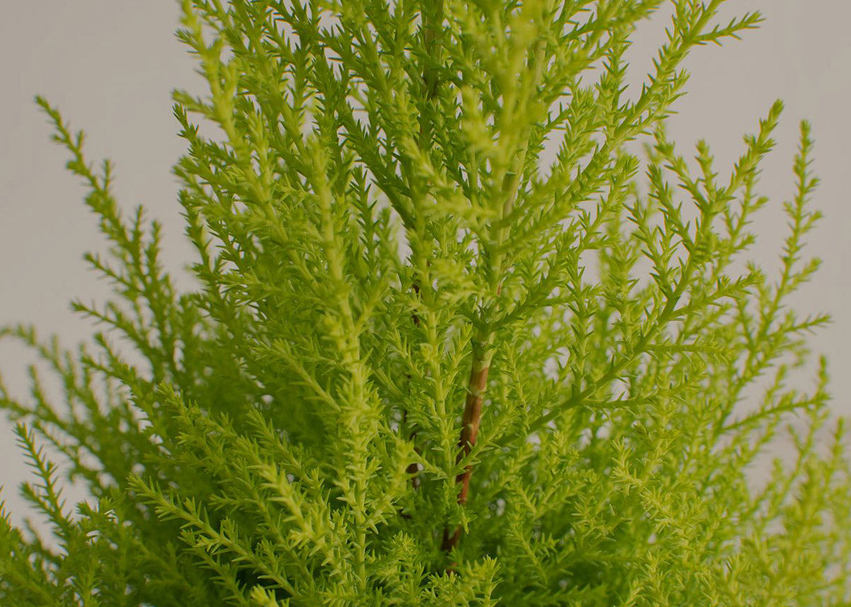 Lemon cypress 2