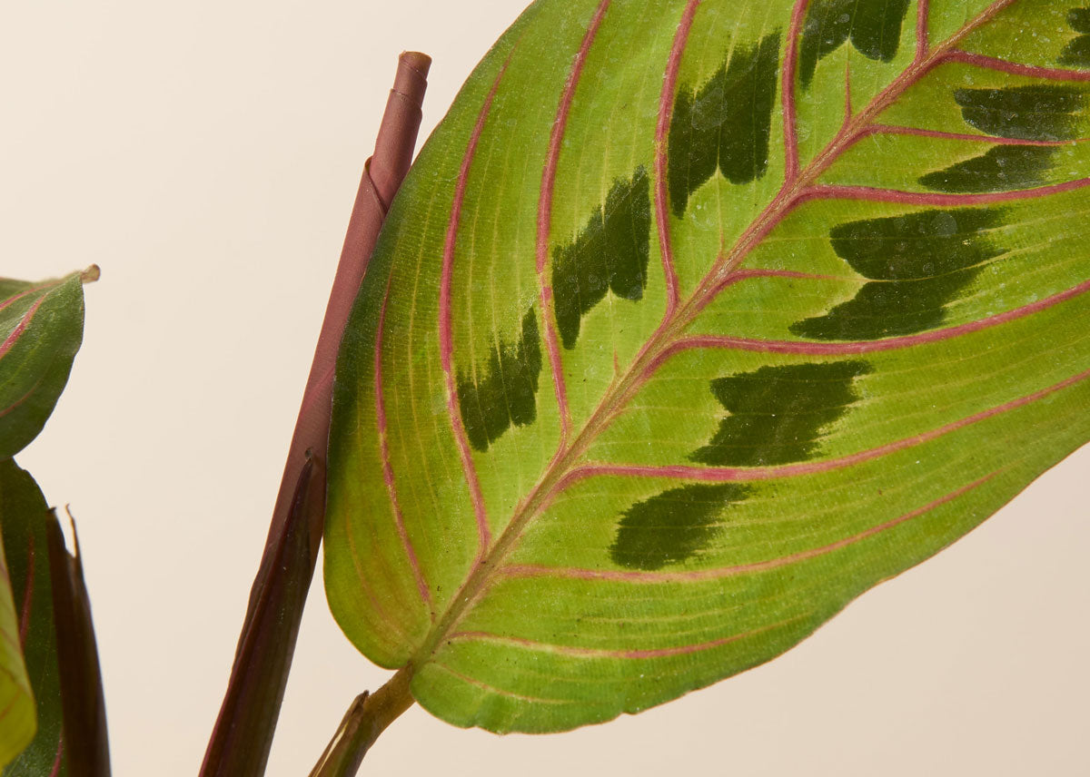 Maranta