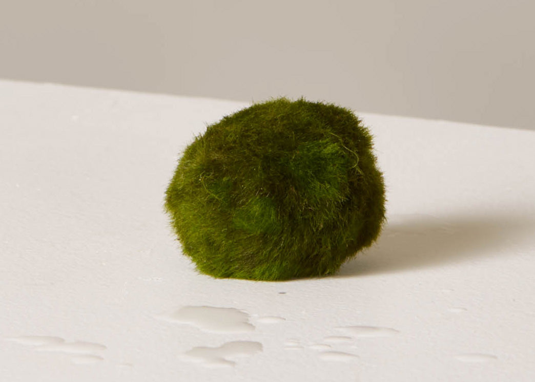 Marimo moss ball