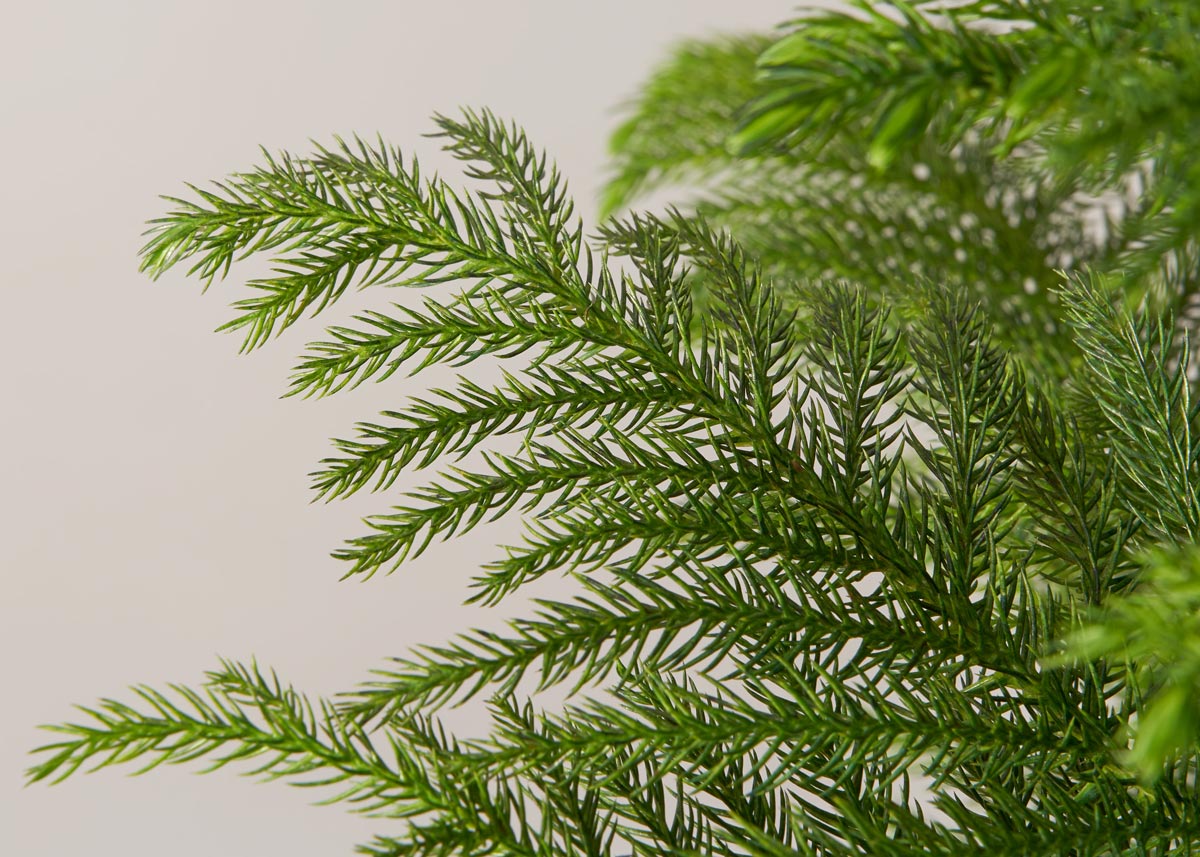 Norfolk island palm