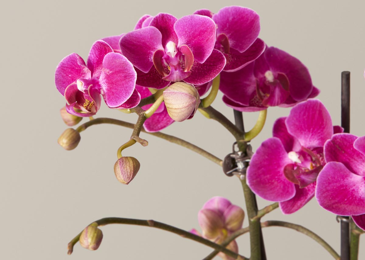 Orchid