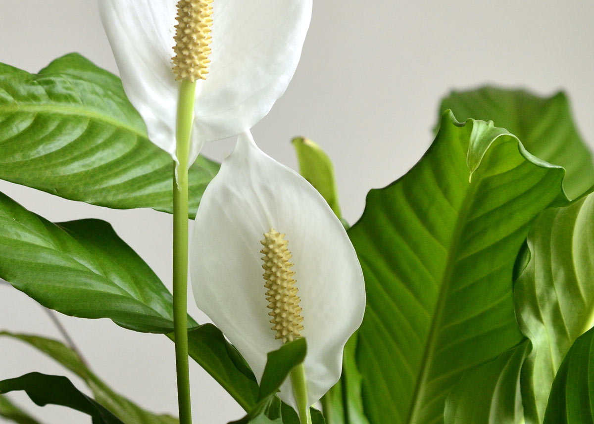 Peace lily